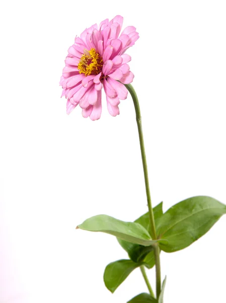 stock image Zinnia isolated on white