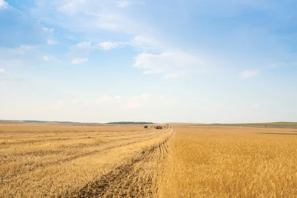 Récolteuse de grain combiner dans le champ — Photo