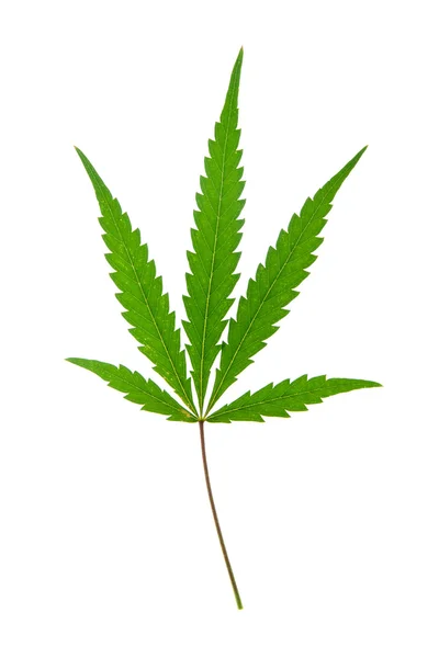 stock image Leaf of hemp