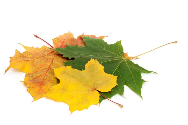 Three maple leaves — Stock Photo, Image