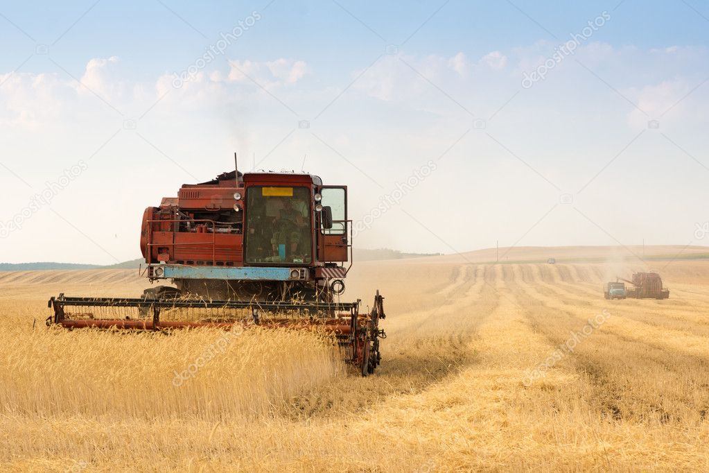 Grain harvester combine in field