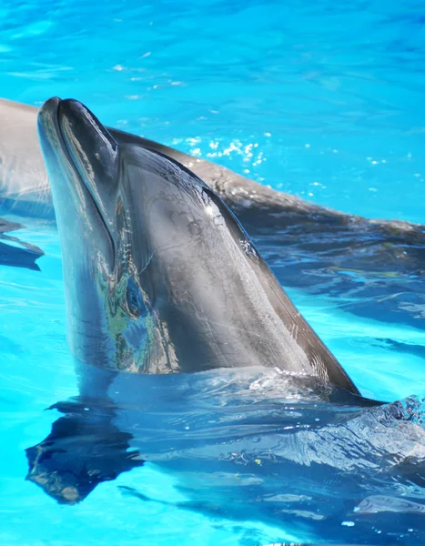 Delfiner — Stockfoto