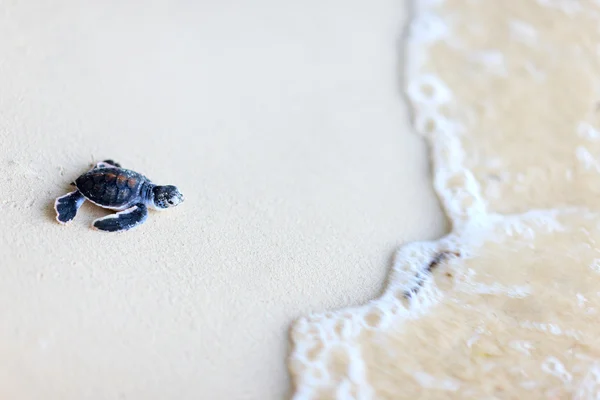 宝宝绿海龟 — 图库照片