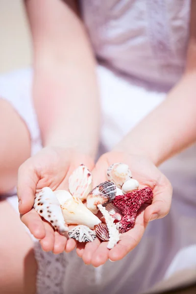 Close up of seashells — Stock Photo, Image