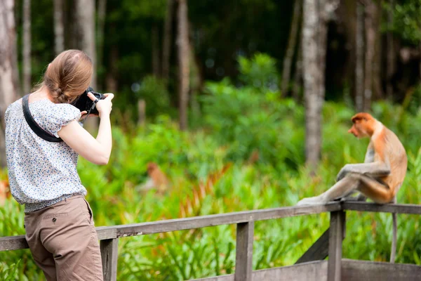 女性カメラマンとテング猿 — ストック写真