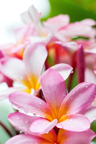 Φραντζιπάνι λουλούδια — Φωτογραφία Αρχείου