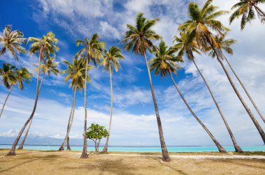 Palm trees beach clipart