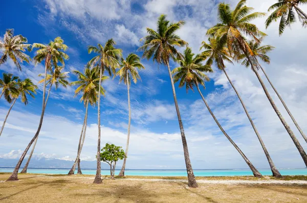 椰子の木ビーチ — ストック写真