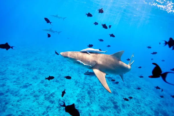 Tubarão-limão — Fotografia de Stock