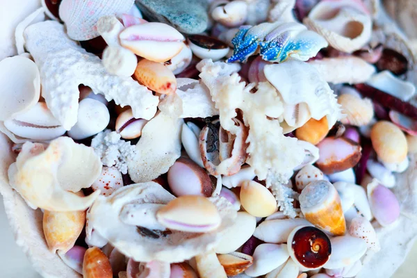조개껍데기와 산호 — 스톡 사진