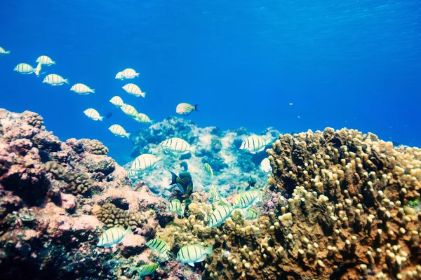 Arrecife de coral — Foto de Stock
