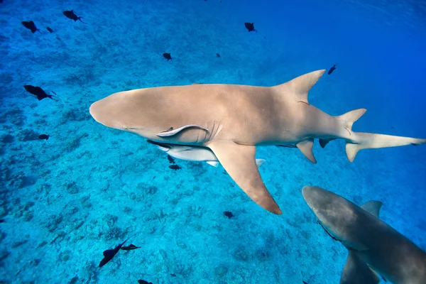 Лимонные акулы — стоковое фото