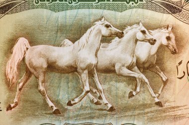 Arap atları.