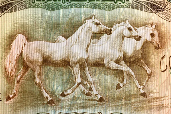 Arabské koně — Stock fotografie