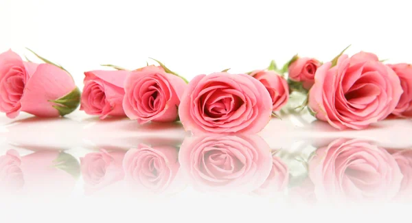 Růžové růže — Stock fotografie