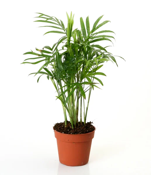 stock image Flower in a pot