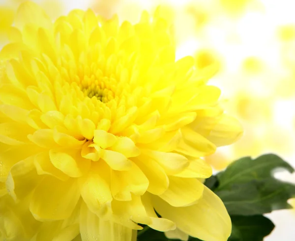 Jemný květ — Stock fotografie