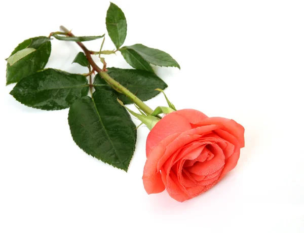 Прекрасная роза — стоковое фото