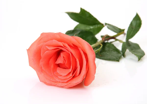 Dobrze róża — Zdjęcie stockowe