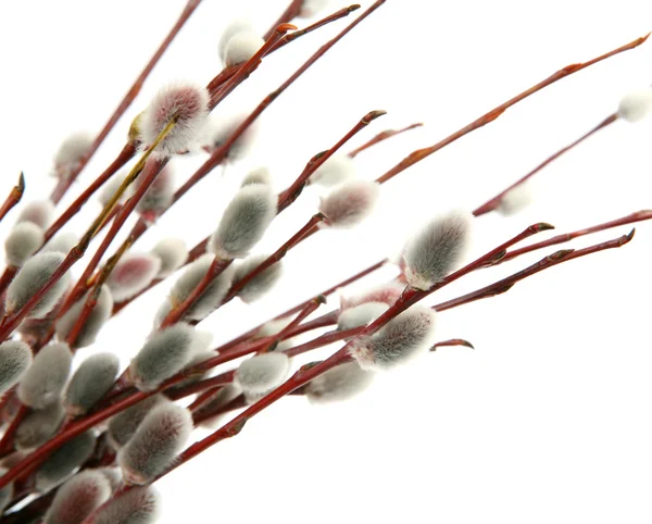 Blossoming branch of a willow — Stock Photo, Image