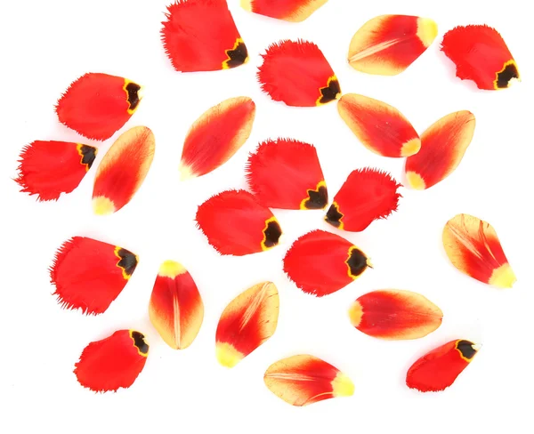 Bloemblaadjes van tulpen — Stockfoto