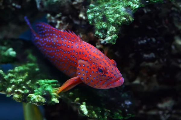 Тропічна риба — стокове фото
