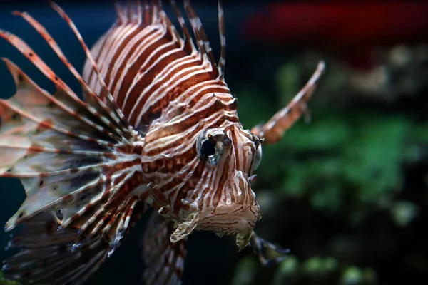 열 대 물고기 — 스톡 사진