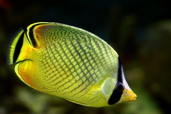 Trópusi hal — Stock Fotó