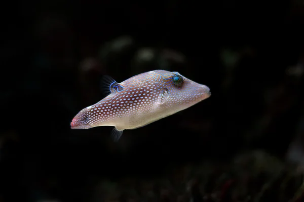 Тропічна риба — стокове фото