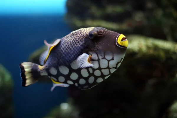 Tropické ryby — Stock fotografie