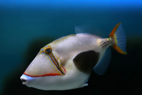 Trópusi hal Stock Kép