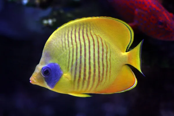 Trópusi hal Stock Kép