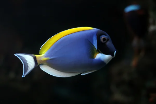 Тропические рыбы Стоковое Фото