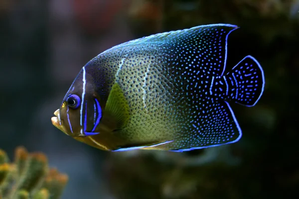 Тропические рыбы Стоковая Картинка