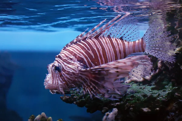 熱帯の魚 ロイヤリティフリーのストック画像