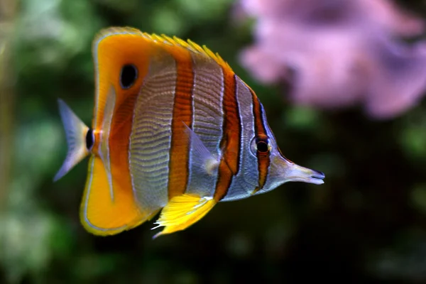 Тропические рыбы Лицензионные Стоковые Изображения