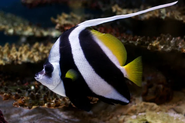 熱帯の魚 ロイヤリティフリーのストック写真