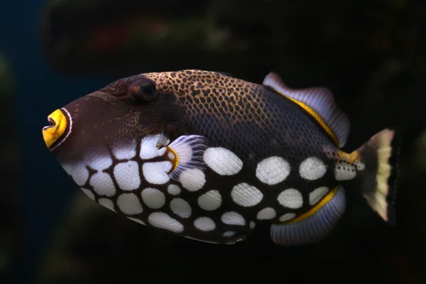 Тропические рыбы Стоковое Фото