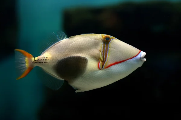 Tropical fish Stock Image