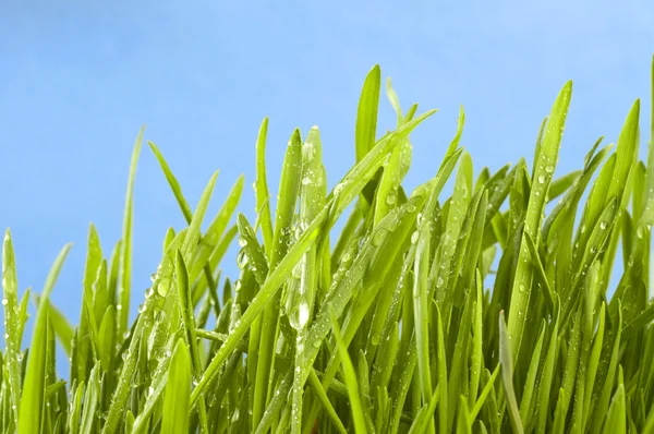 Verse gras op groen — Stockfoto