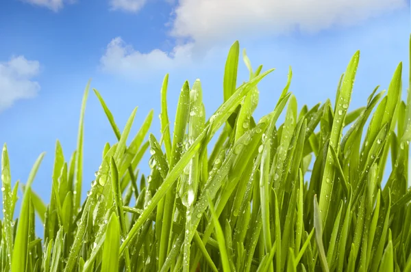 Verse gras op groen — Stockfoto
