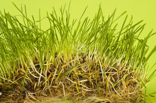 Groene tarwe — Stockfoto