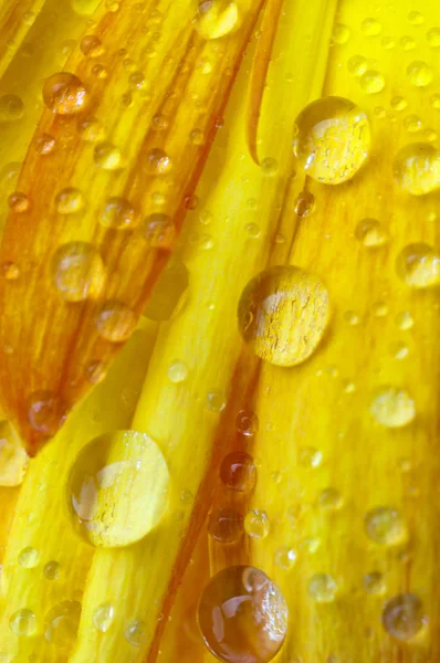 Yellow gerbera — Stock Photo, Image