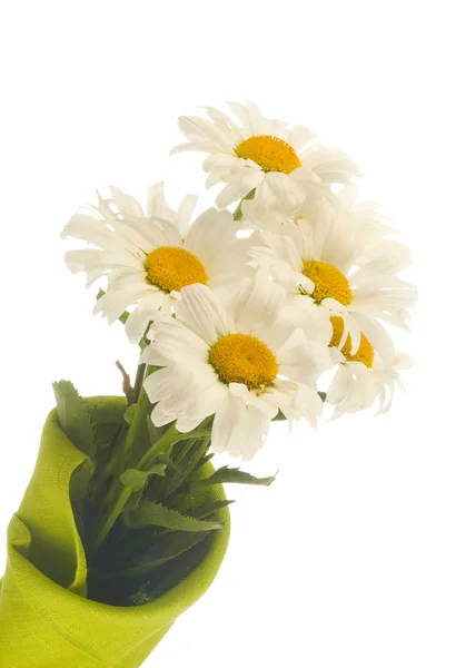 白色上的白色甘菊 — 图库照片