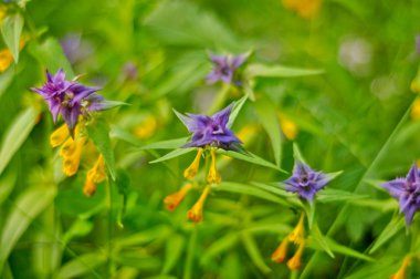 Mavi inek-buğday arka plan (Melampyrum nemorosum)