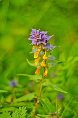 Mavi inek-buğday arka plan (Melampyrum nemorosum)