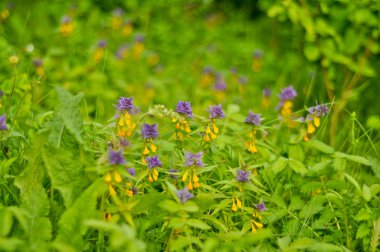 Mavi inek-buğday arka plan (Melampyrum nemorosum)