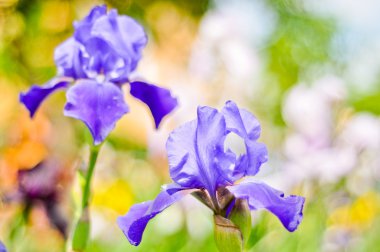 Blue irises in the garden clipart