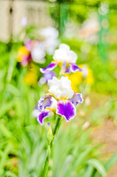 Blue irises in the garden — Stock Photo, Image