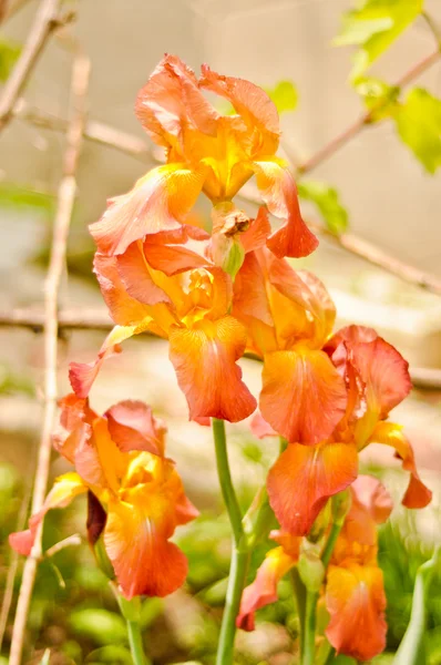 Red irises in the garden — Stock Photo, Image